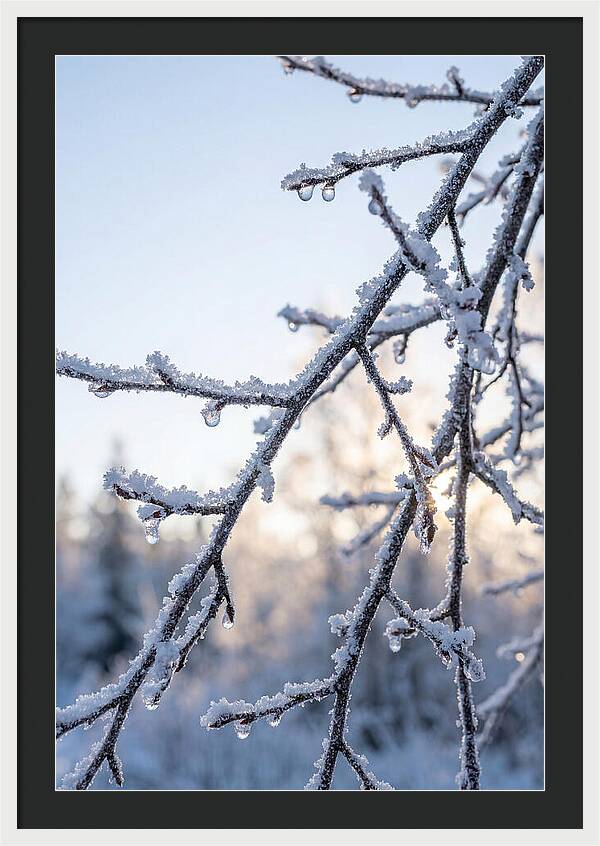 Frosted Branches Glimmering In Light