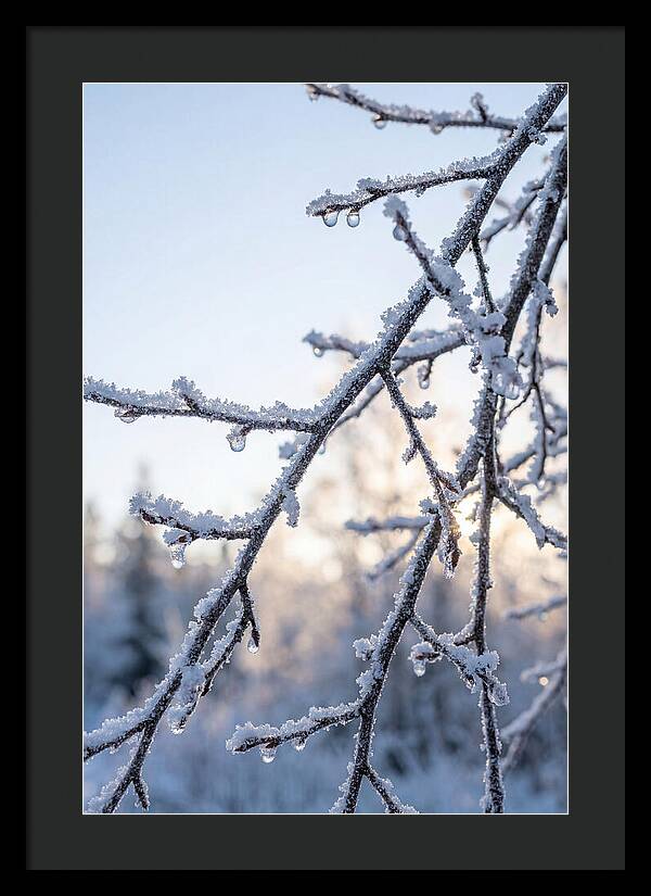 Frosted Branches Glimmering In Light