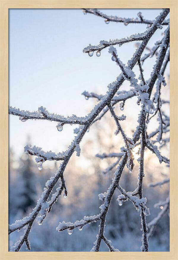 Frosted Branches Glimmering In Light