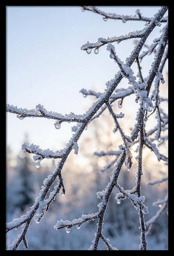 Frosted Branches Glimmering In Light