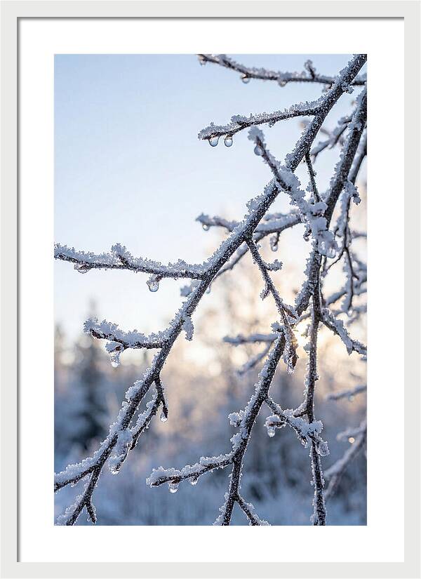 Frosted Branches Glimmering In Light