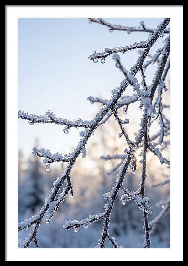 Frosted Branches Glimmering In Light
