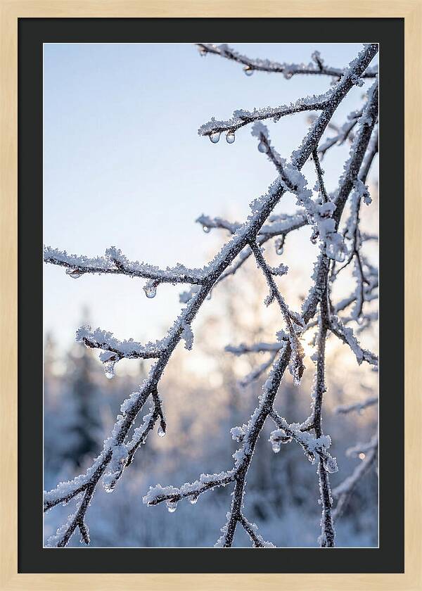 Frosted Branches Glimmering In Light