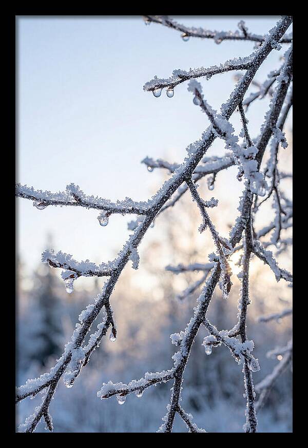 Frosted Branches Glimmering In Light