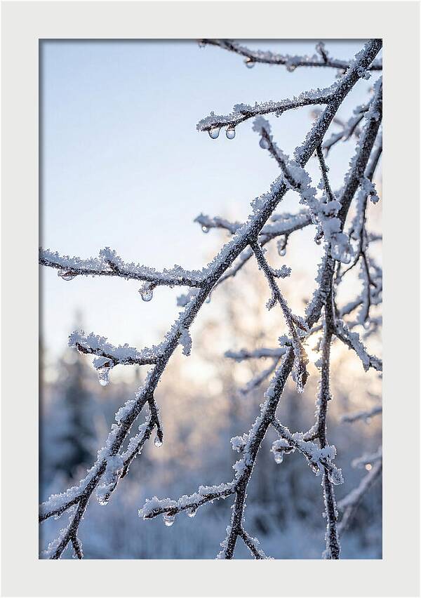 Frosted Branches Glimmering In Light