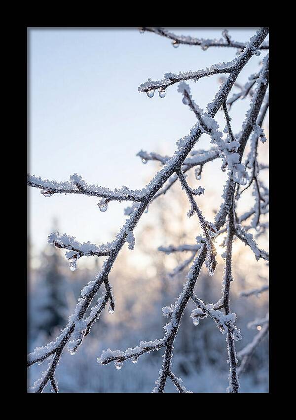Frosted Branches Glimmering In Light