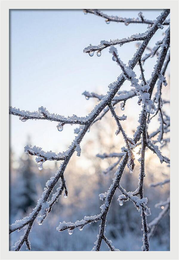 Frosted Branches Glimmering In Light
