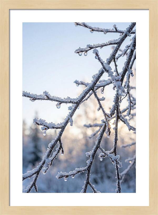 Frosted Branches Glimmering In Light