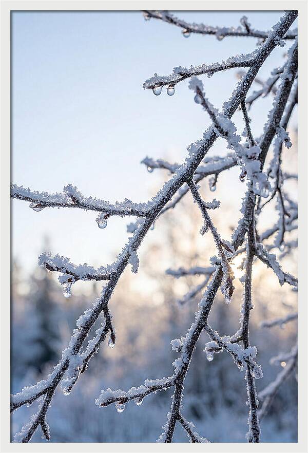 Frosted Branches Glimmering In Light