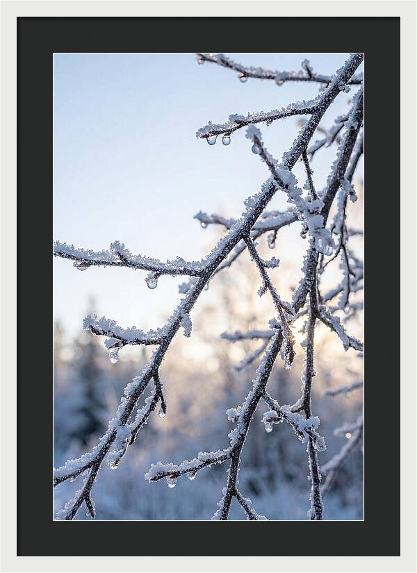 Frosted Branches Glimmering In Light