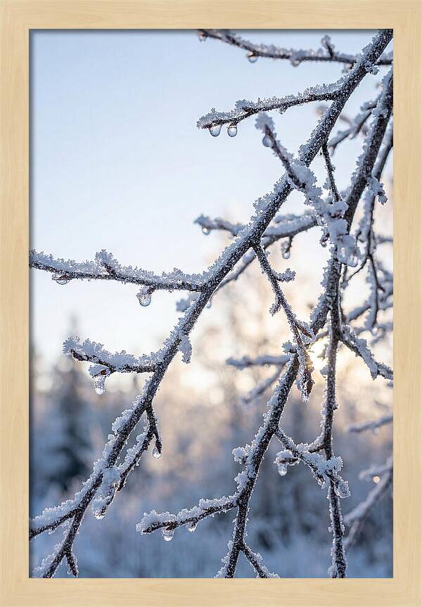 Frosted Branches Glimmering In Light