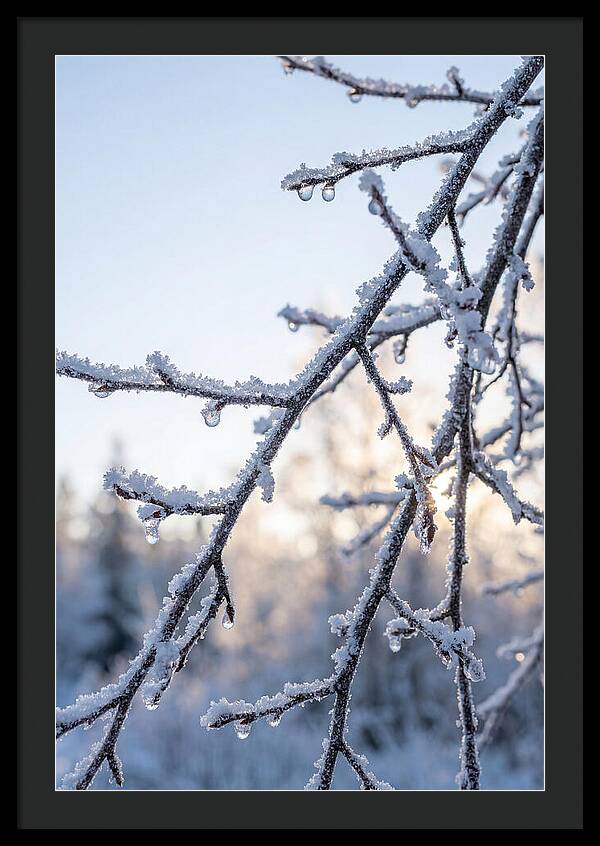 Frosted Branches Glimmering In Light