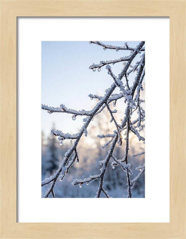 Frosted Branches Glimmering In Light