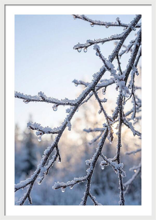 Frosted Branches Glimmering In Light