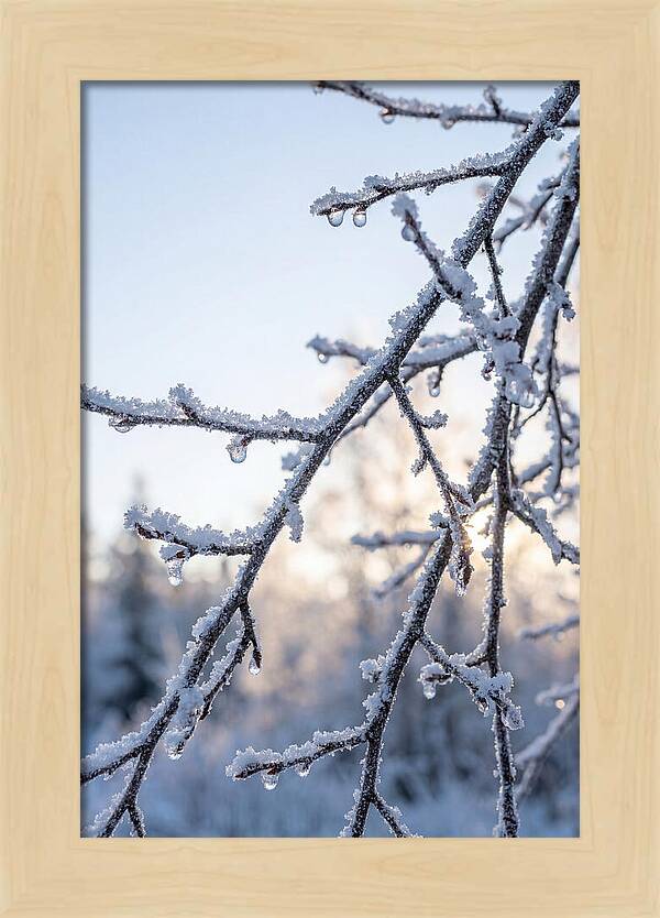 Frosted Branches Glimmering In Light