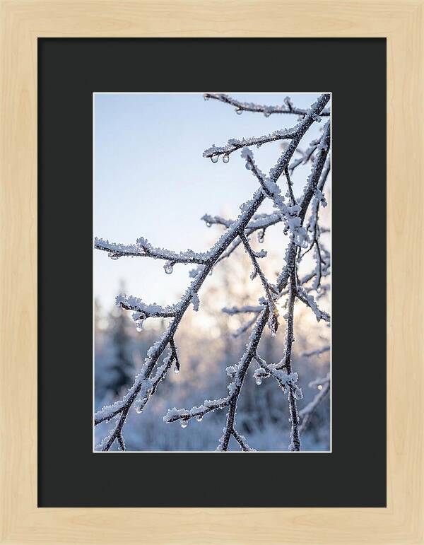 Frosted Branches Glimmering In Light