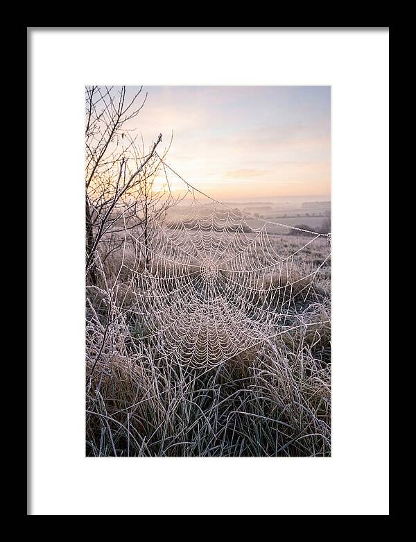 Frosted Spiderweb At Dawn