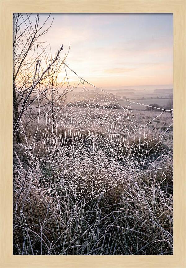 Frosted Spiderweb At Dawn