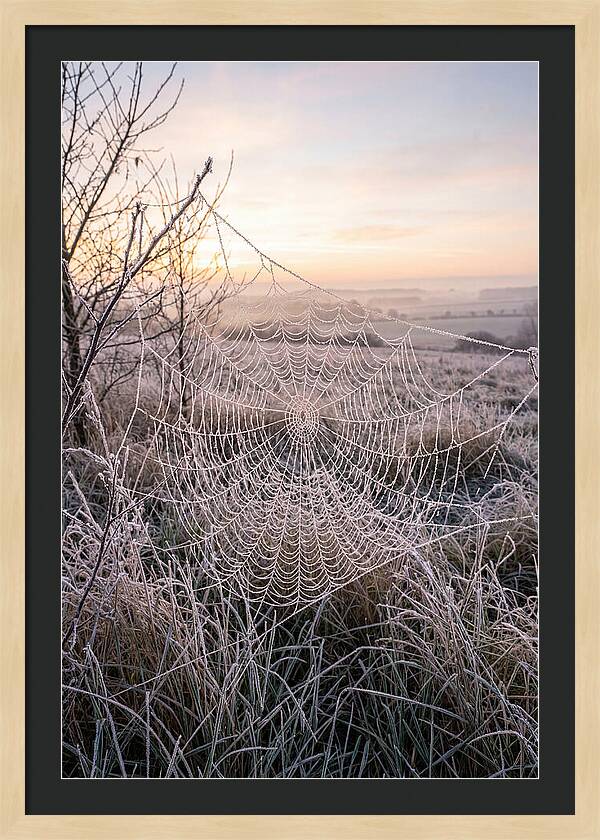 Frosted Spiderweb At Dawn