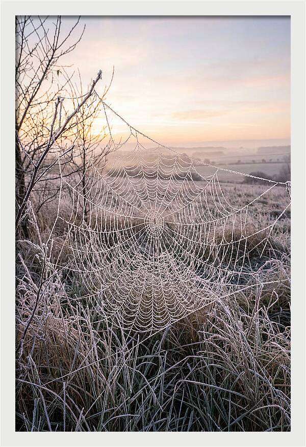 Frosted Spiderweb At Dawn