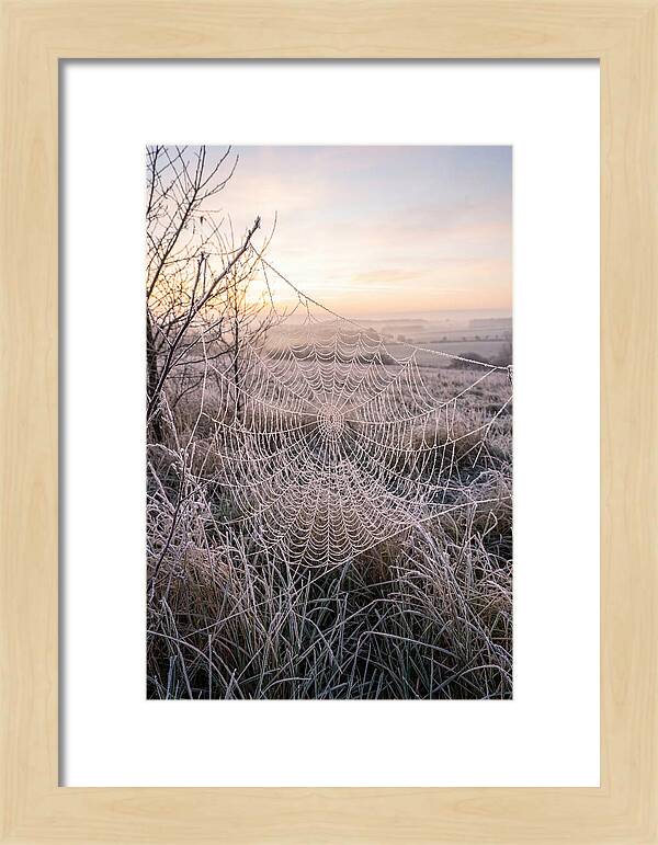Frosted Spiderweb At Dawn