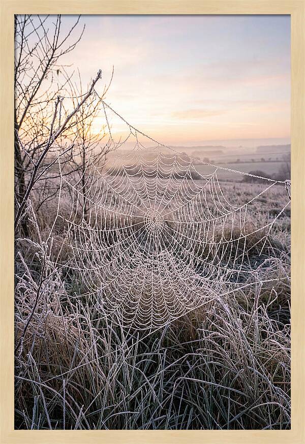 Frosted Spiderweb At Dawn