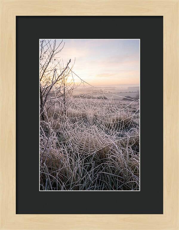 Frosted Spiderweb At Dawn