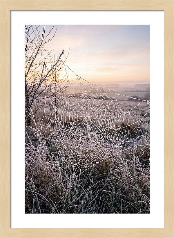 Frosted Spiderweb At Dawn