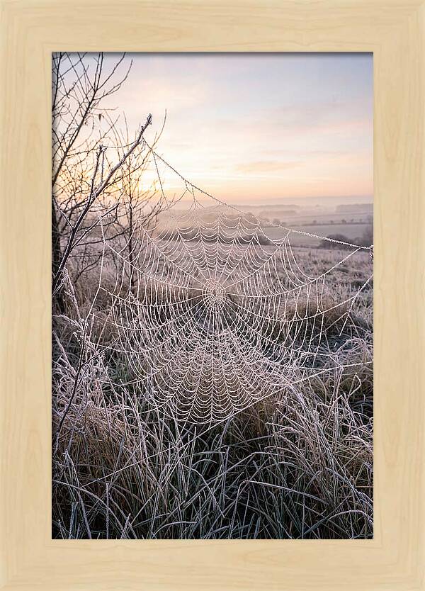 Frosted Spiderweb At Dawn