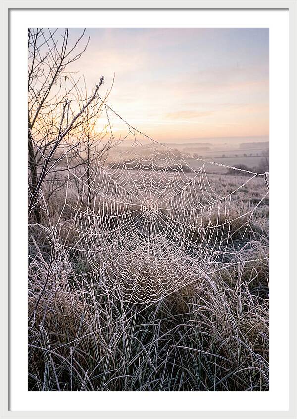 Frosted Spiderweb At Dawn
