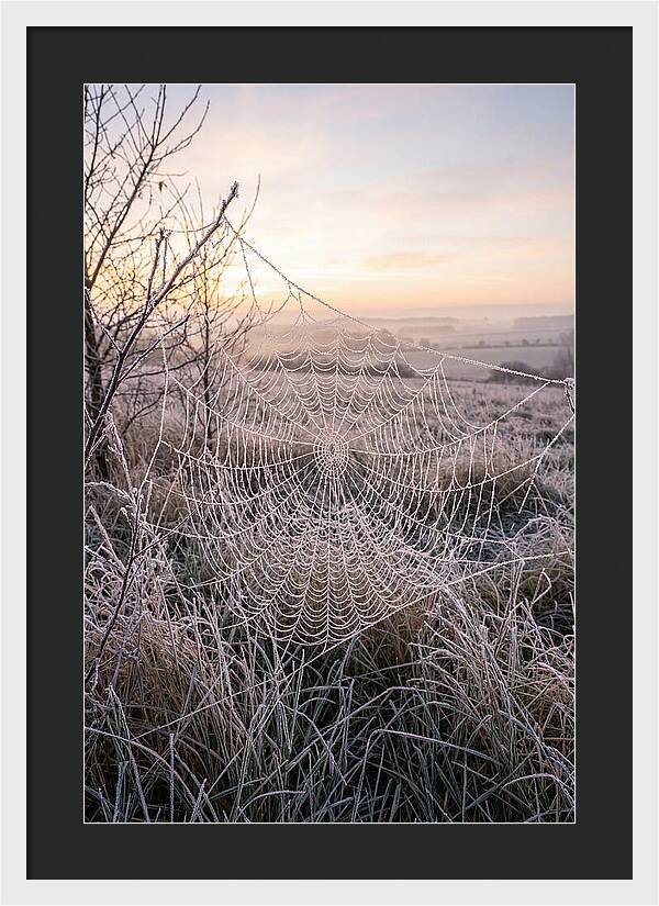 Frosted Spiderweb At Dawn