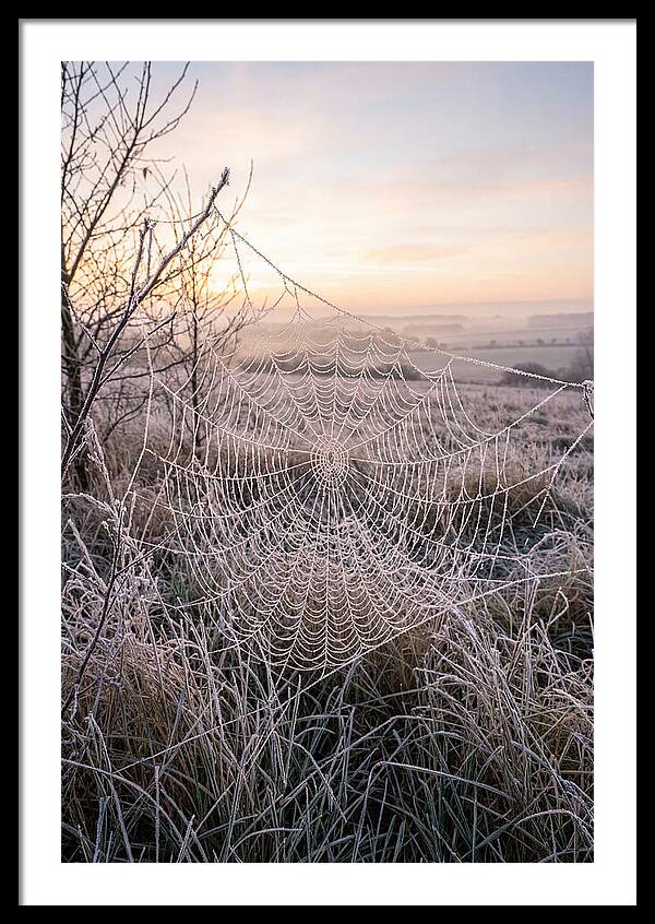 Frosted Spiderweb At Dawn
