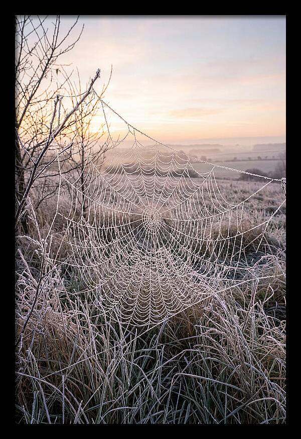 Frosted Spiderweb At Dawn