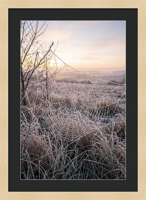 Frosted Spiderweb At Dawn