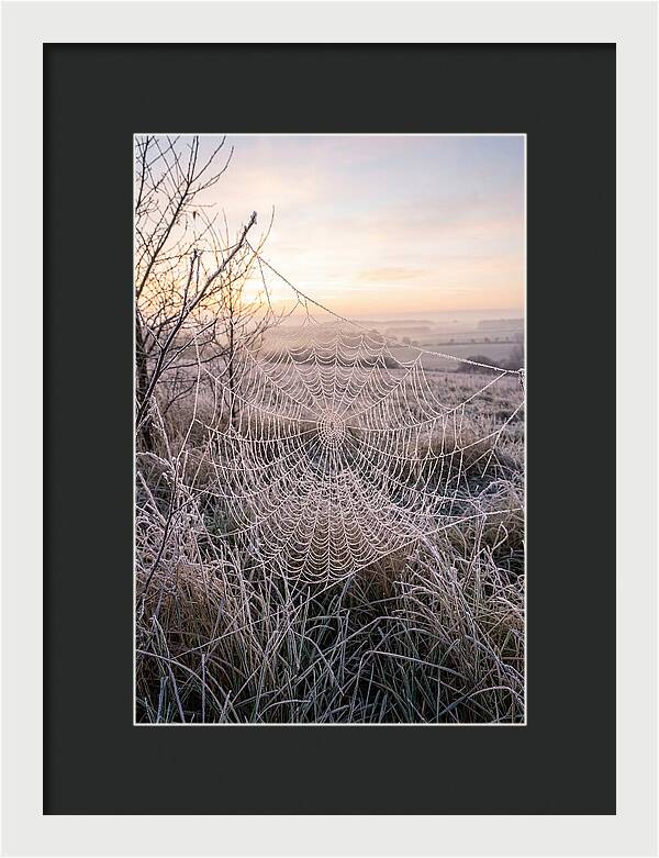 Frosted Spiderweb At Dawn