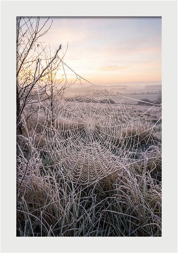 Frosted Spiderweb At Dawn