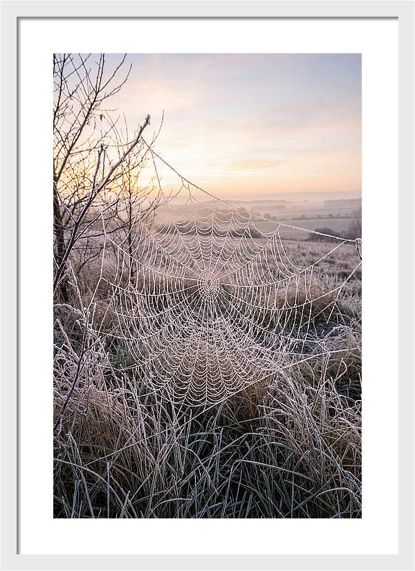 Frosted Spiderweb At Dawn