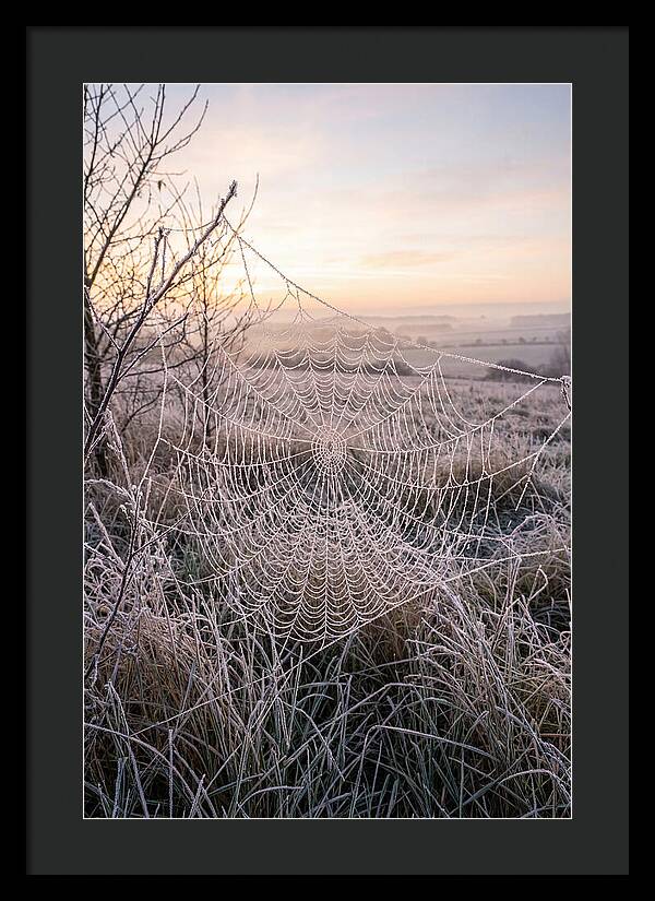 Frosted Spiderweb At Dawn