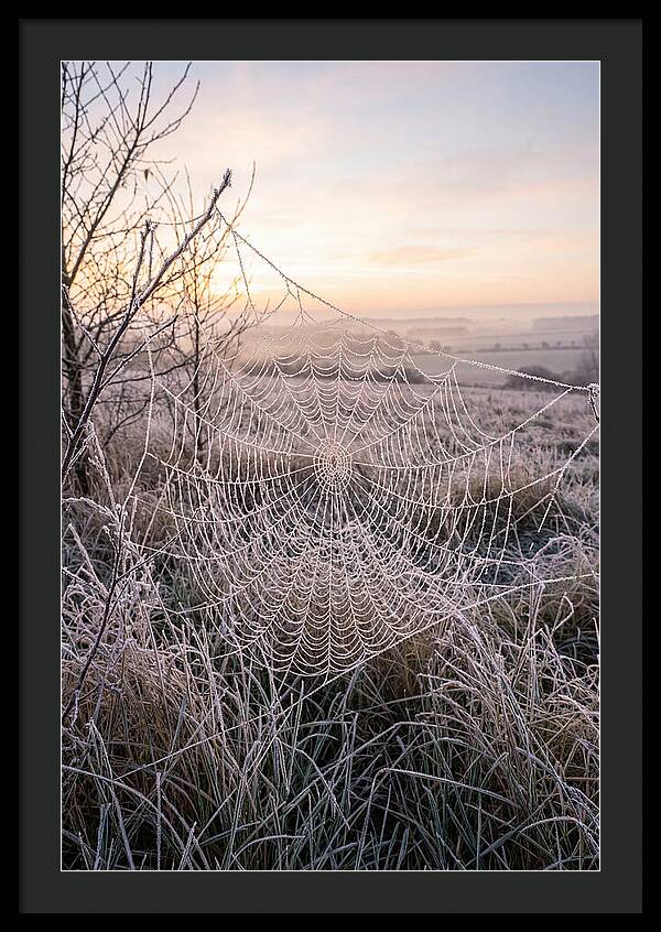 Frosted Spiderweb At Dawn