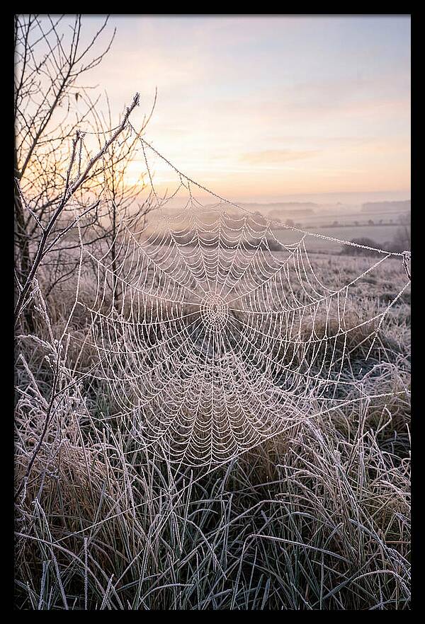 Frosted Spiderweb At Dawn