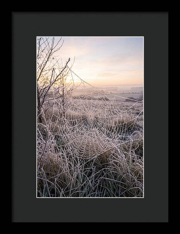 Frosted Spiderweb At Dawn