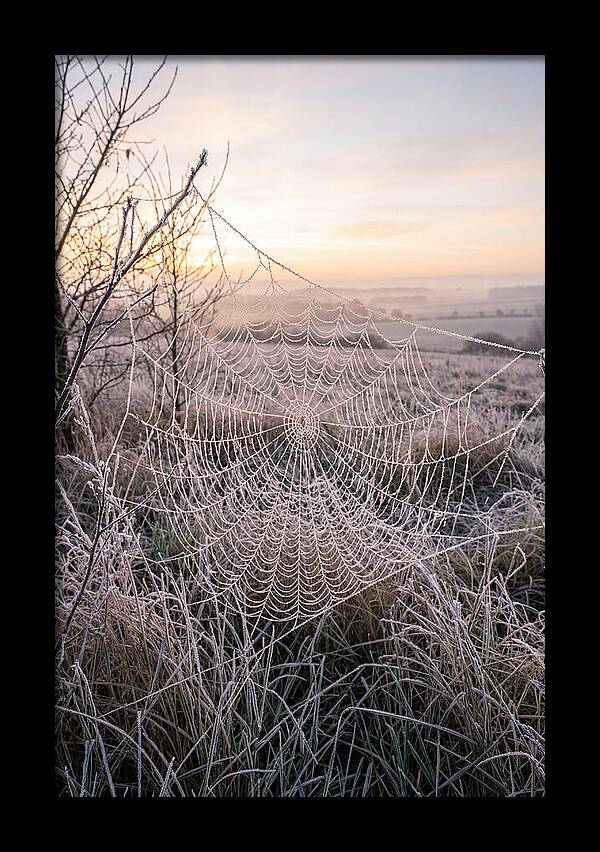 Frosted Spiderweb At Dawn
