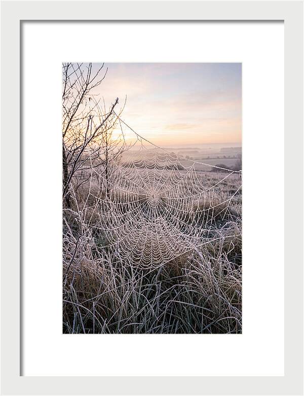 Frosted Spiderweb At Dawn