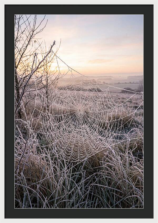 Frosted Spiderweb At Dawn