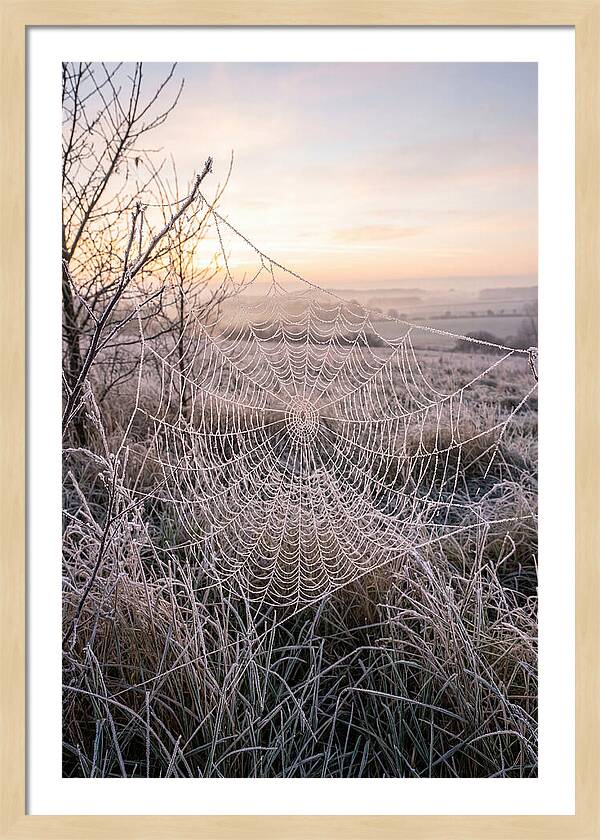 Frosted Spiderweb At Dawn