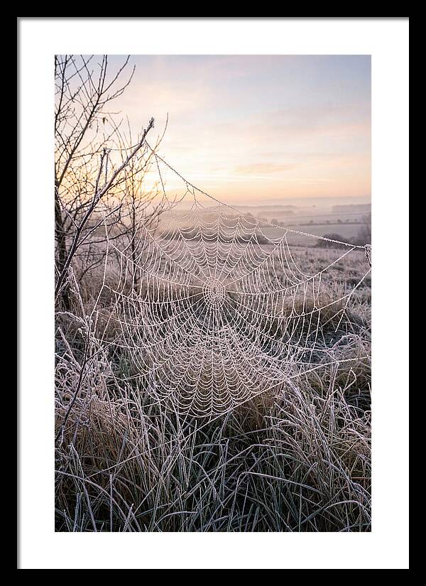 Frosted Spiderweb At Dawn