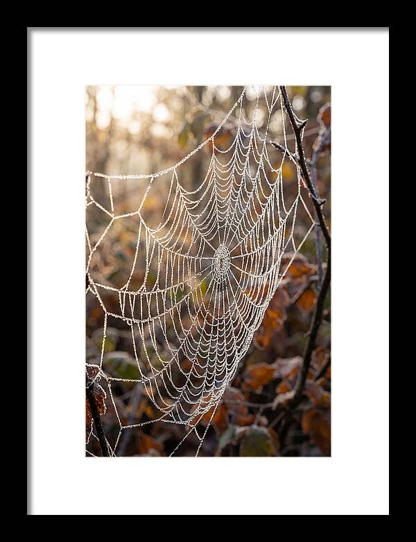 Frosted Spiderweb Glimmering In Light
