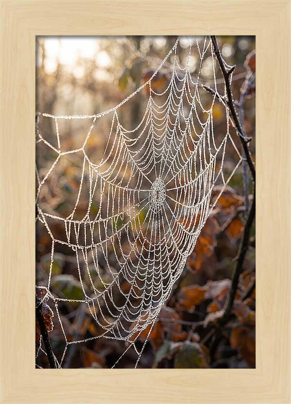 Frosted Spiderweb Glimmering In Light