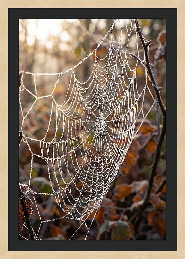 Frosted Spiderweb Glimmering In Light