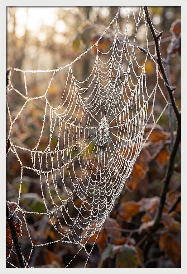 Frosted Spiderweb Glimmering In Light